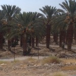 Israël 4/5: Massada