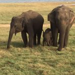 Sri Lanka 3